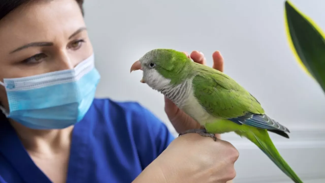 Top 10 Causes of Deplumation in Pet Birds and How to Prevent Them